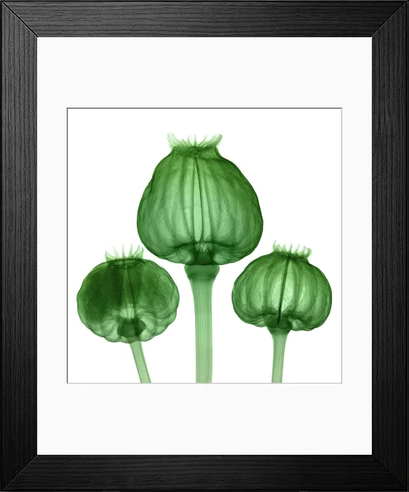 Framed Print : Opium Poppy Pods, X-ray