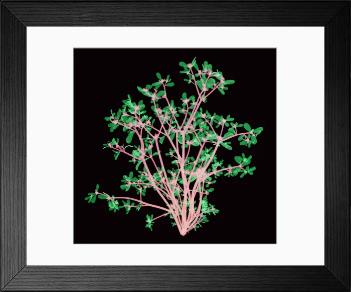 Framed Print : Purslane, X-ray Framed Print : Purslane, X-ray