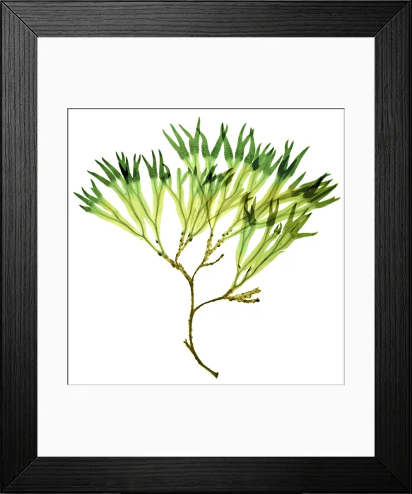 Framed Print : Rockweed Seaweed, X-ray Framed Print : Rockweed Seaweed, X-ray