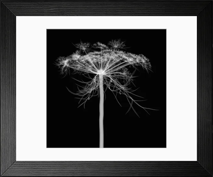 Framed Print : Queen Anne's Lace, X-ray Framed Print : Queen Anne's Lace, X-ray
