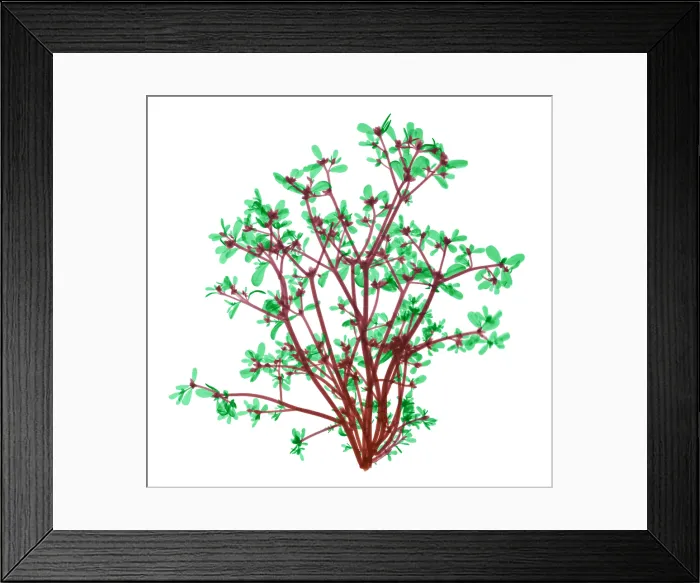 Framed Print : Purslane, X-ray Framed Print : Purslane, X-ray