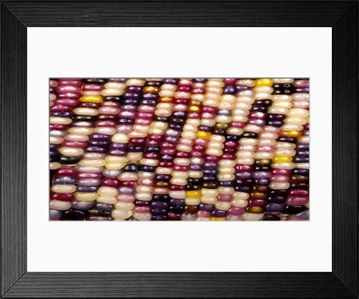 Framed Print : Slit-Scan Image of Flint Corn Framed Print : Slit-Scan Image of Flint Corn