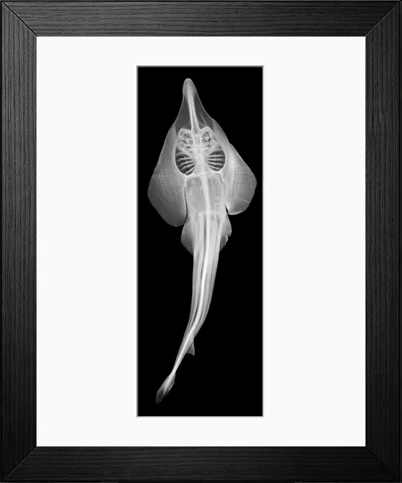 Framed Print : Shovelnosed Ray Framed Print : Shovelnosed Ray