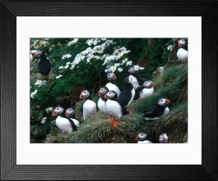 Framed Print : Atlantic Puffins Framed Print : Atlantic Puffins
