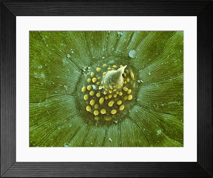 Framed Print : Hops Leaf, under a microscope (SEM) Framed Print : Hops Leaf, under a microscope (SEM)