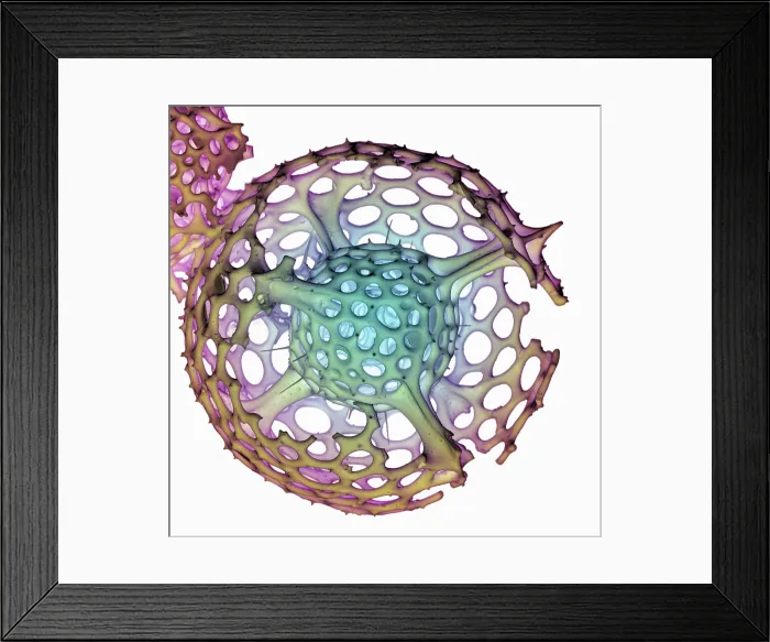 Framed Print : Radiolarian, scanning electron micrograph Framed Print : Radiolarian, scanning electron micrograph