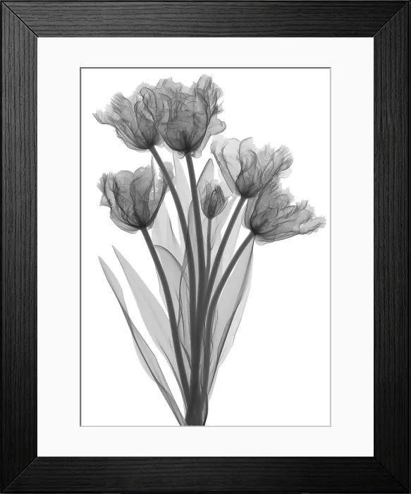 Framed Print : Tulips, X-ray Framed Print : Tulips, X-ray