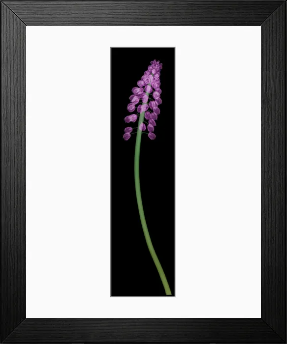 Framed Print : X-Ray of Grape Hyacinth Framed Print : X-Ray of Grape Hyacinth