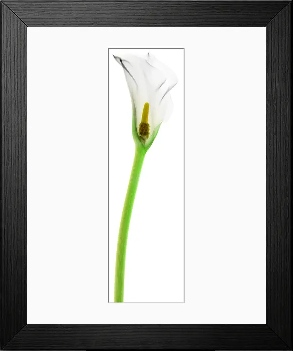 Framed Print : Calla Lily, X-ray Framed Print : Calla Lily, X-ray