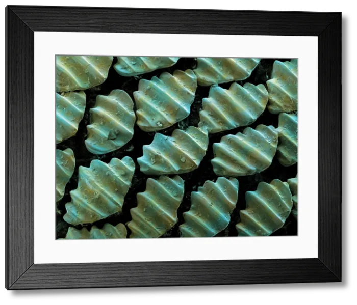 Framed Print : Sandbar Shark Skin, under a microscope (SEM) Framed Print : Sandbar Shark Skin, under a microscope (SEM)