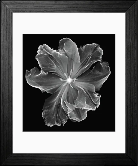 Framed Print : X-Ray of a Tulip Flower Framed Print : X-Ray of a Tulip Flower