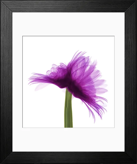 Framed Print : X-ray Gerber Daisy Framed Print : X-ray Gerber Daisy