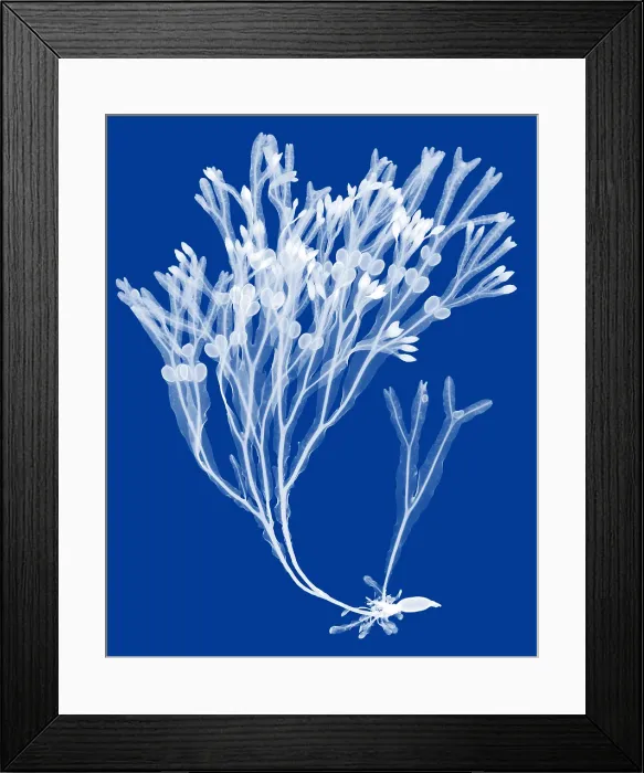 Framed Print : Rockweed Seaweed, X-ray Framed Print : Rockweed Seaweed, X-ray