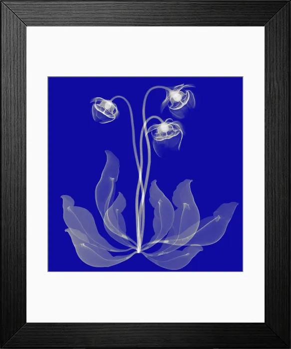 Framed Print : Pitcher Plant Flowers, X-ray