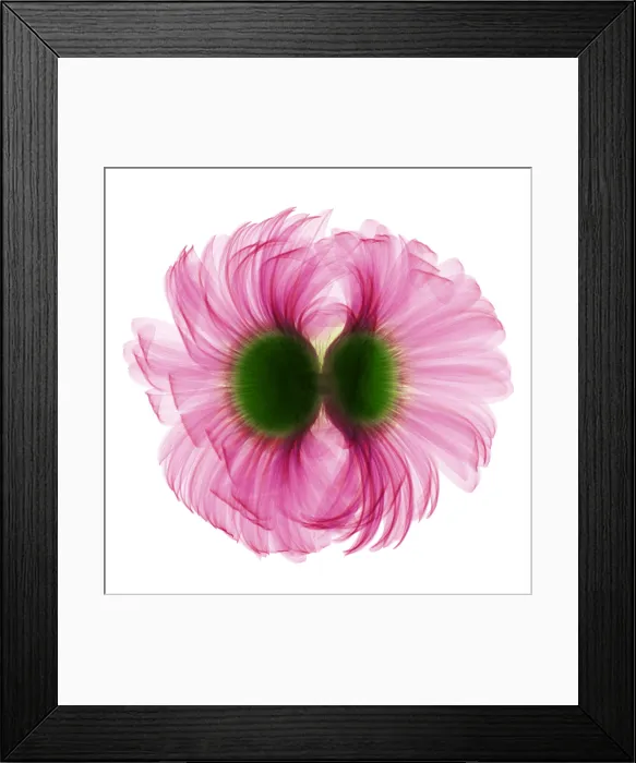 Framed Print : X-ray Gerber Daisy Framed Print : X-ray Gerber Daisy