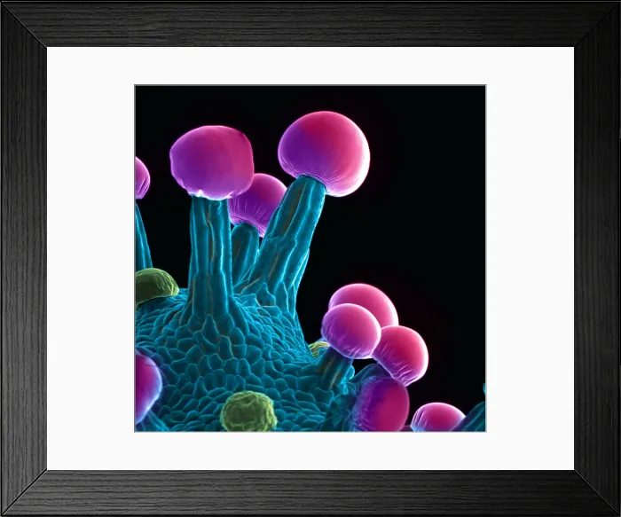 Framed Print : Marijuana, Cannabis sativa, scanning electron micrograph