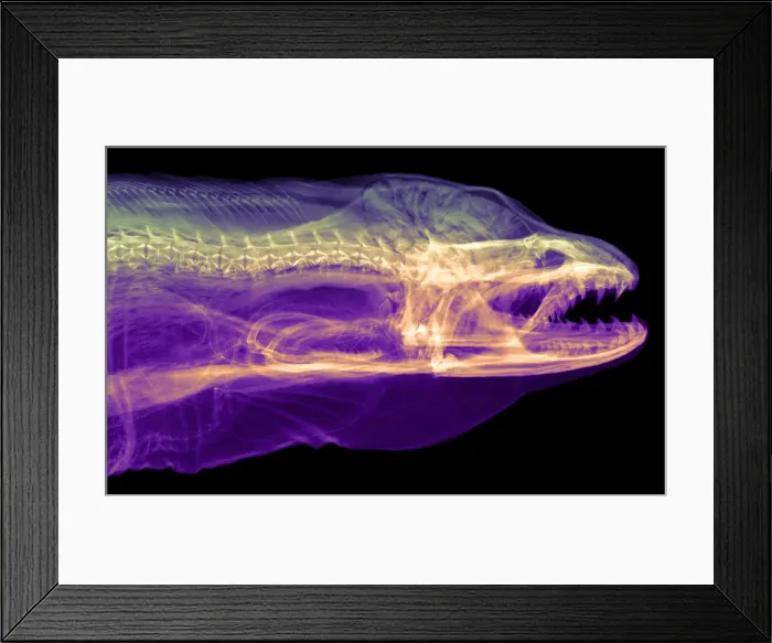 Framed Print : Moray Eel, Gymnothorax funebris, X-ray
