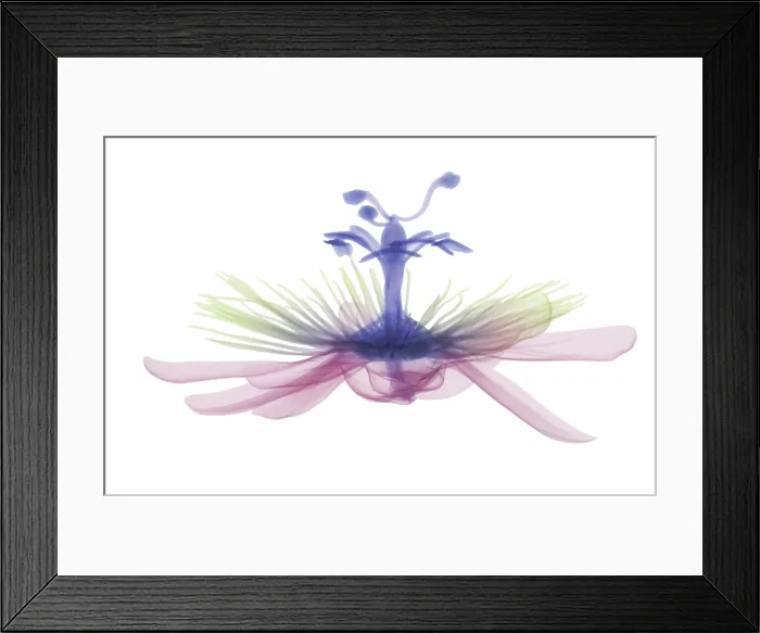 Framed Print : Passion flower, X-ray Framed Print : Passion flower, X-ray