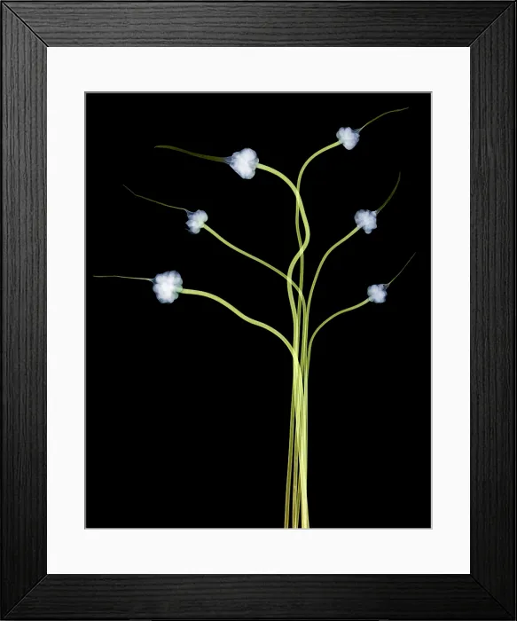 Framed Print : Hardneck Garlic Scapes, X-ray Framed Print : Hardneck Garlic Scapes, X-ray