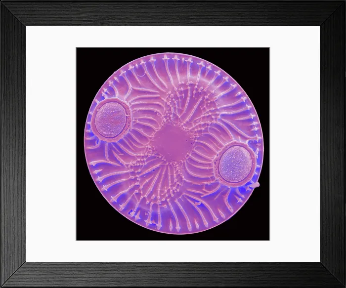 Framed Print : Radiolarian, scanning electron micrograph Framed Print : Radiolarian, scanning electron micrograph