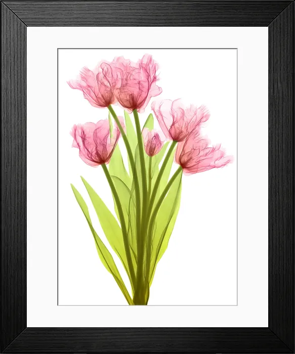 Framed Print : Tulips, X-ray Framed Print : Tulips, X-ray