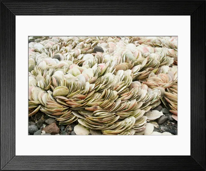 Framed Print : Scallop Shells