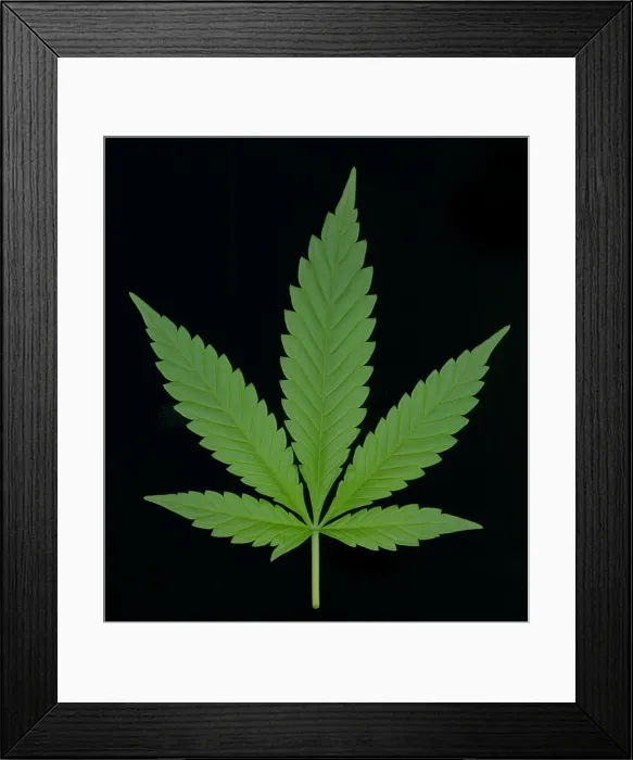Framed Print : Marijuana Leaf, Cannabis sativa Framed Print : Marijuana Leaf, Cannabis sativa