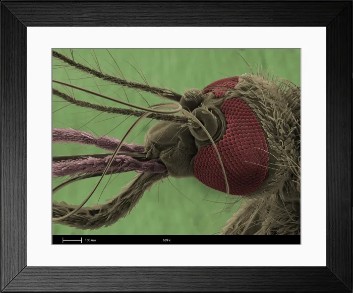 Framed Print : Mosquito's Head, under a microscope (SEM) Framed Print : Mosquito's Head, under a microscope (SEM)