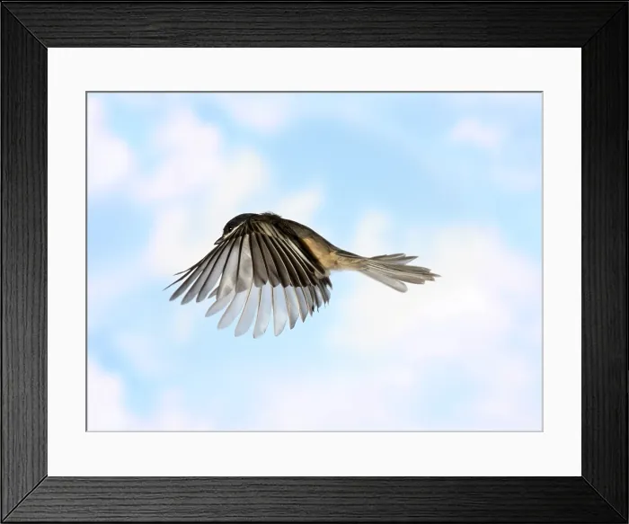 Framed Print : Black-Capped Chickadee in Flight Framed Print : Black-Capped Chickadee in Flight