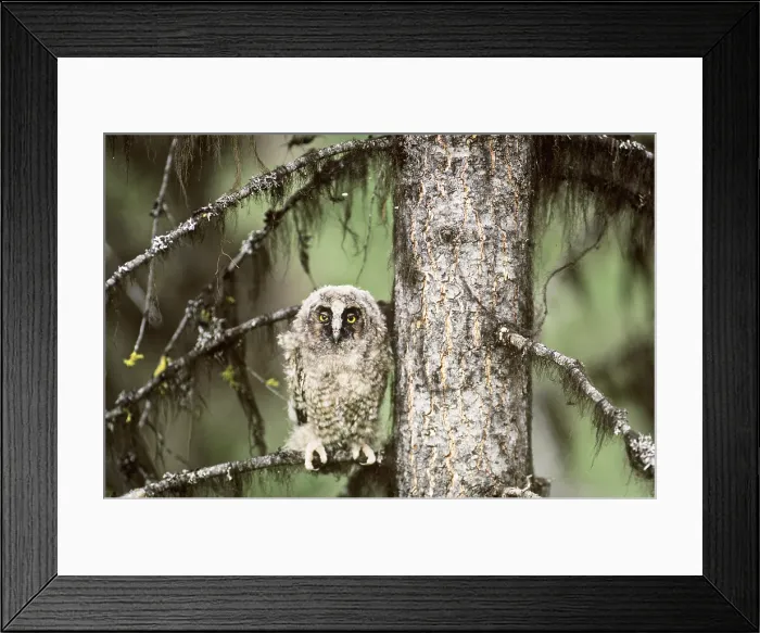 Framed Print : Long-eared Owlet Framed Print : Long-eared Owlet