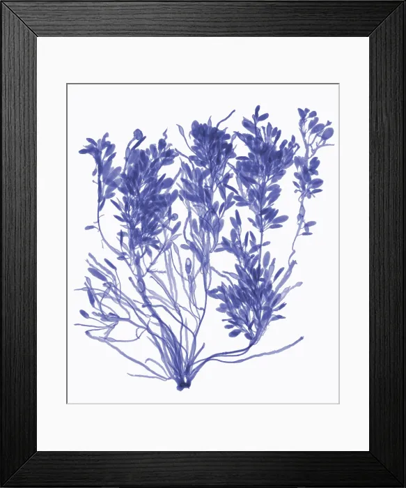 Framed Print : Rockweed Seaweed, X-ray Framed Print : Rockweed Seaweed, X-ray