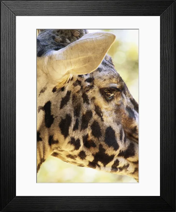 Framed Print : Giraffe Head