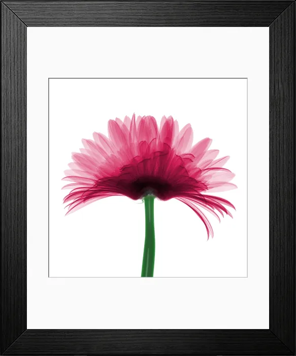 Framed Print : X-ray Gerber Daisy Framed Print : X-ray Gerber Daisy