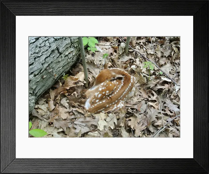 Framed Print : Camouflaged Fawn Framed Print : Camouflaged Fawn