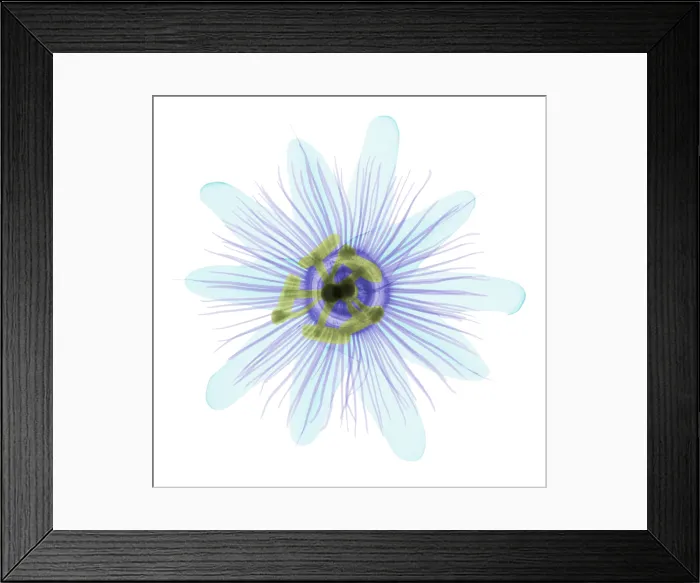 Framed Print : Passion Flower, X-ray