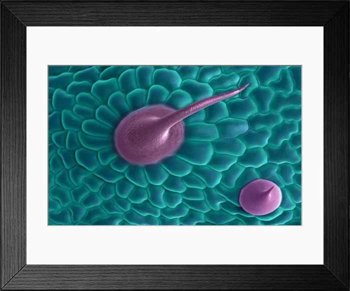 Framed Print : Marijuana, Cannabis sativa, scanning electron micrograph Framed Print : Marijuana, Cannabis sativa, scanning electron micrograph