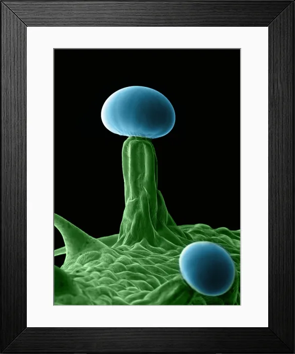 Framed Print : Marijuana, Cannabis sativa, scanning electron micrograph Framed Print : Marijuana, Cannabis sativa, scanning electron micrograph