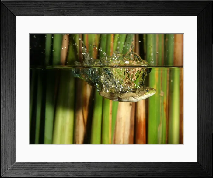 Framed Print : Frog jumps into water