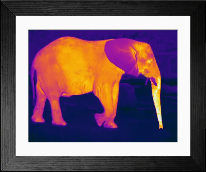 Framed Print : Thermogram of an Elephant Framed Print : Thermogram of an Elephant