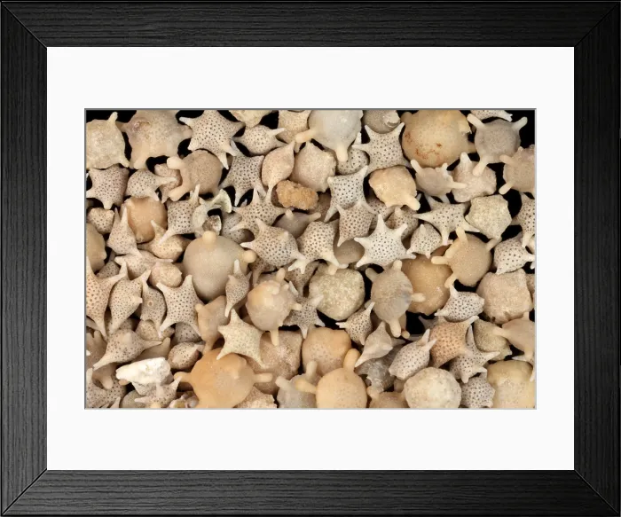 Framed Print : Star Sand (Foraminiferans) under a microscope Framed Print : Star Sand (Foraminiferans) under a microscope