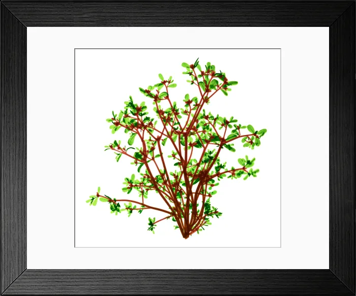 Framed Print : Purslane, X-ray Framed Print : Purslane, X-ray