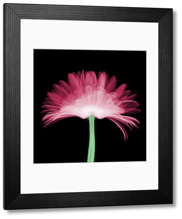 Framed Print : X-ray Gerber Daisy Framed Print : X-ray Gerber Daisy