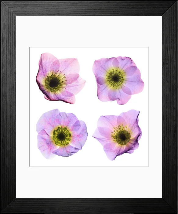 Framed Print : Hellebore Flowers, X-ray Framed Print : Hellebore Flowers, X-ray