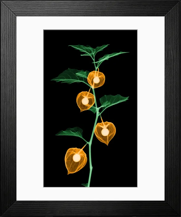 Framed Print : X-Ray of Chinese Lantern Plant Framed Print : X-Ray of Chinese Lantern Plant