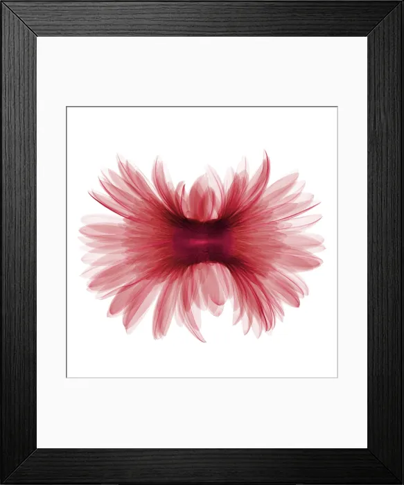 Framed Print : X-ray Gerber Daisy Framed Print : X-ray Gerber Daisy