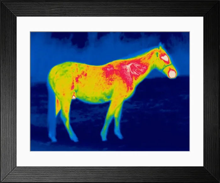 Framed Print : A thermogram of a horse