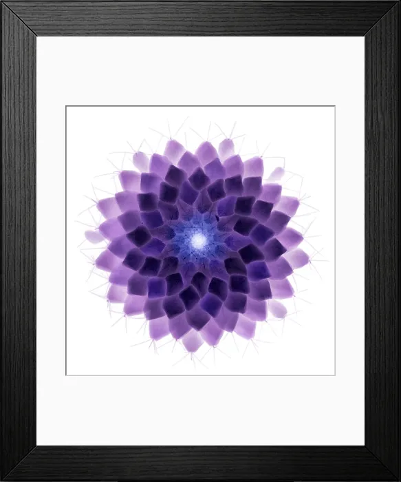 Framed Print : X-ray of Cactus Framed Print : X-ray of Cactus