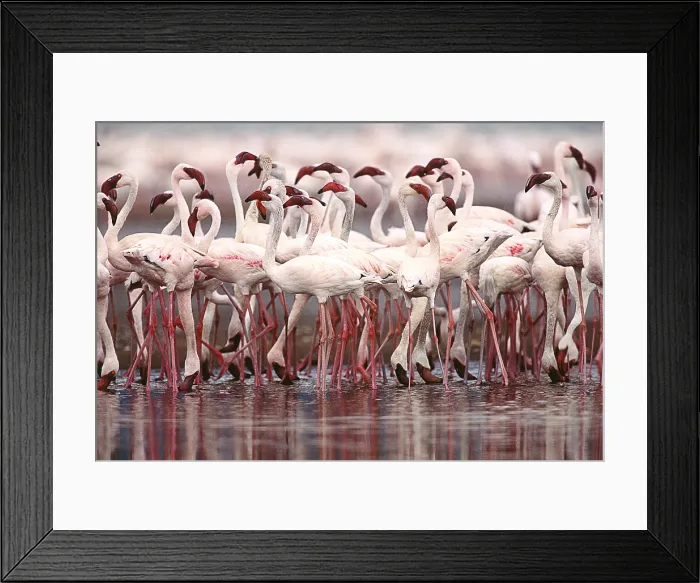 Framed Print : Lesser Flamingos, Kenya Framed Print : Lesser Flamingos, Kenya