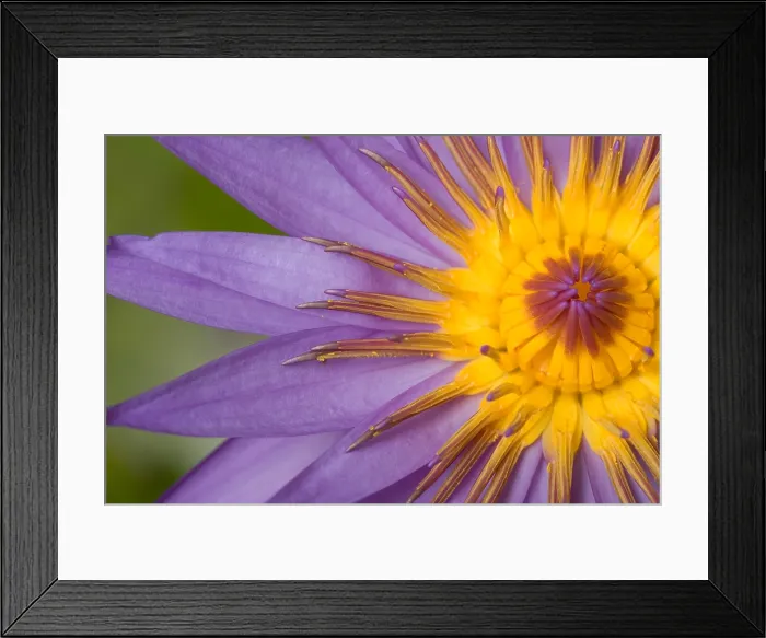 Framed Print : Cape Blue Waterlily (Nymphaea capensis)