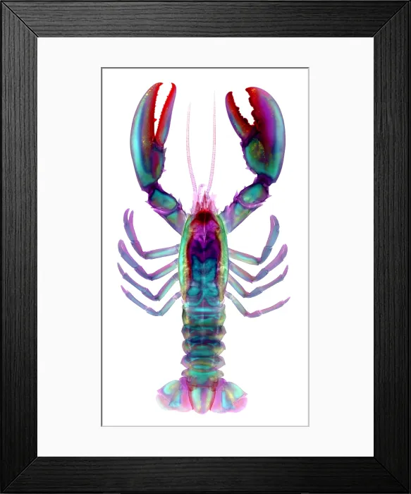 Framed Print : American Lobster Framed Print : American Lobster